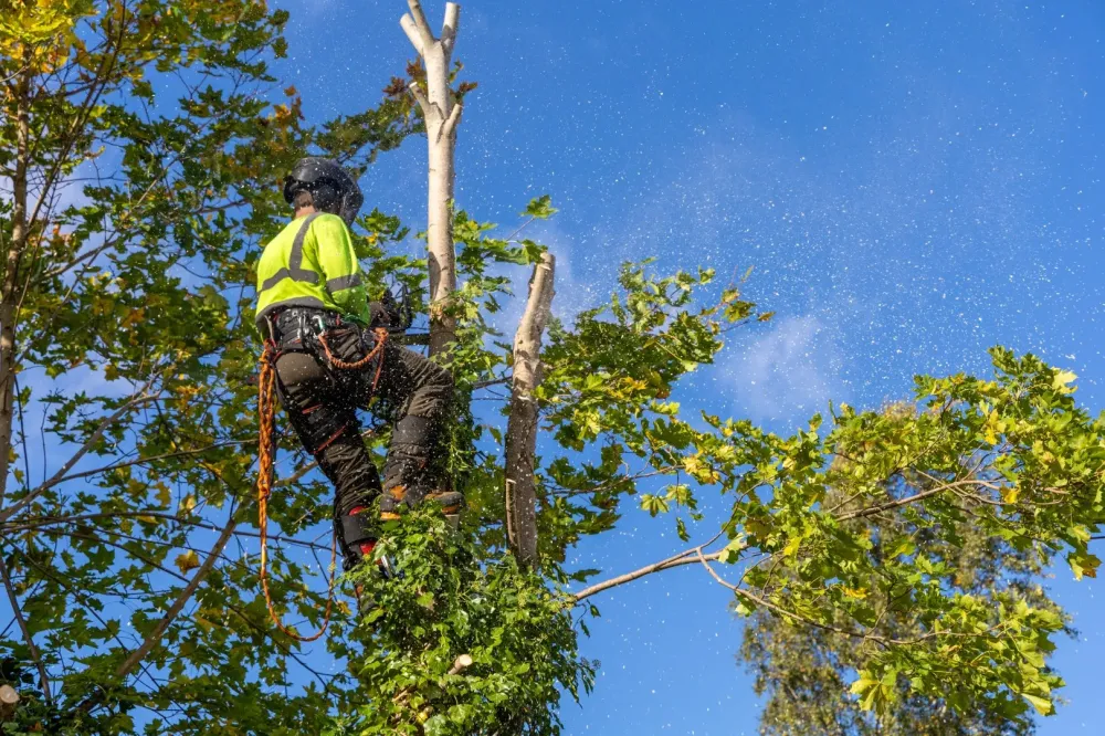 Entretien d'arbres à Vitrolles